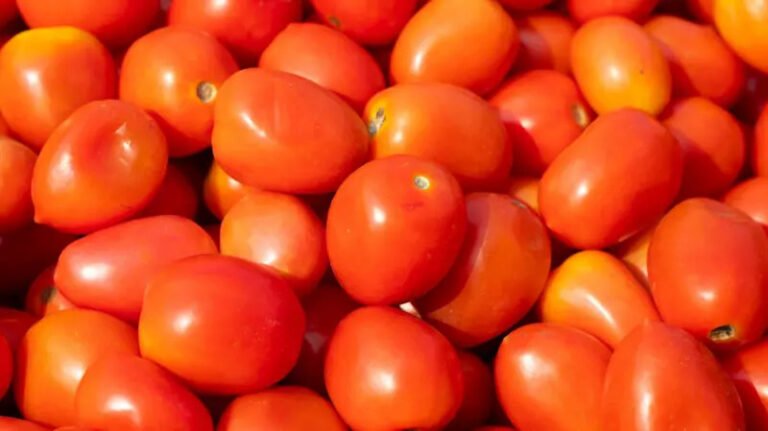 Tomato