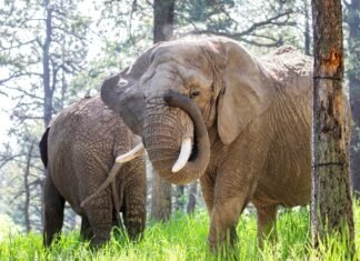 Elephants Lose Case To Leave Zoo As Court Rules They Can’t Pursue Release Because They Are Not People