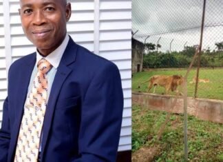 OAU Makes Promise On Staff Killed By Lion