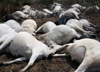 Plateau Government Gives Order After 36 Cows Were Killed By Poison