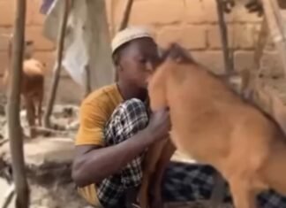 Hisbah Takes Strong Action On 24-Year-Old Man Seen Doing Something With She-Goat In Kano