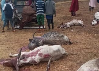 Hoodlums Poison 30 Cattle In Plateau