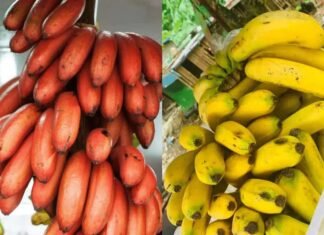 Differences Between Red And Yellow Bananas Red and Yellow Bananas