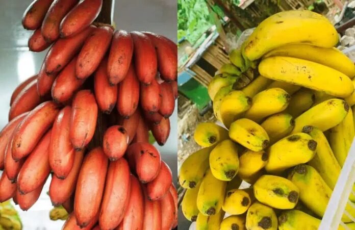 Red and Yellow Bananas