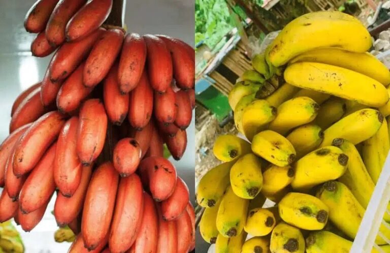Red and Yellow Bananas