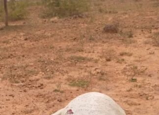 37 Cattle Shot Dead In Plateau Community