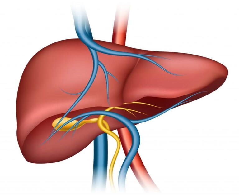 Liver