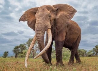 Wandering Elephant Kills Farmer In Ogun
