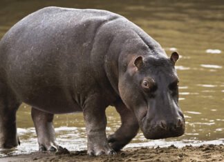 One Dead As Displaced Hippos Invade Adamawa Communities