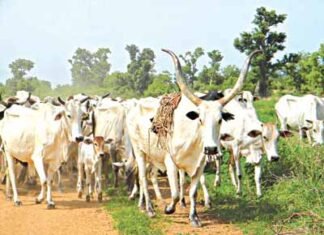 Cow Attacks, Injures Staff At Government House Asaba