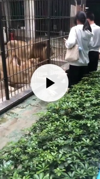 Drama As Lion Attacks 10-Year-Old Girl At The Zoo [VIDEO]