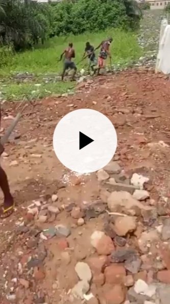 Giant Python Caught Swallowing A Goat In Nigeria
