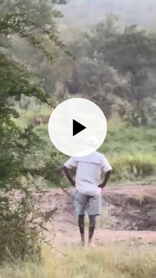 What Transpired When A Man Came Face To Face With A Lion In The Wild